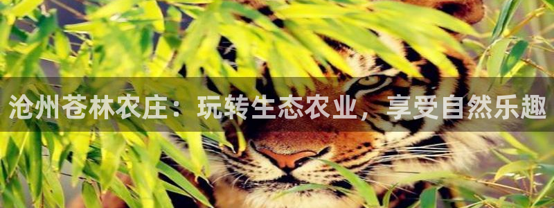 天顺娱乐负责人鱼历pg29999