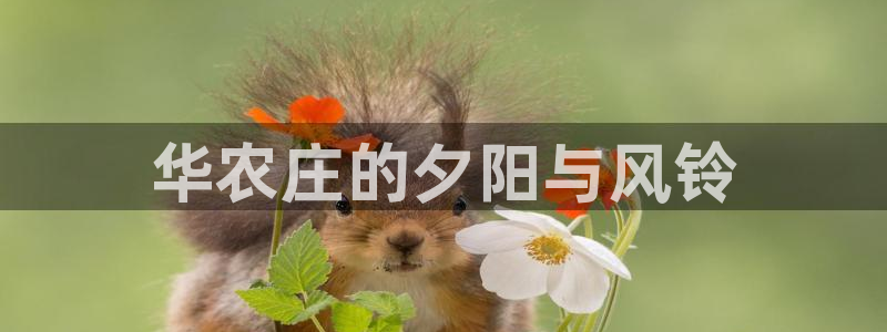 娱乐主播直播间聊天顺序